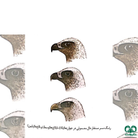 گونه کرکس Eurasian Griffon Vulture
